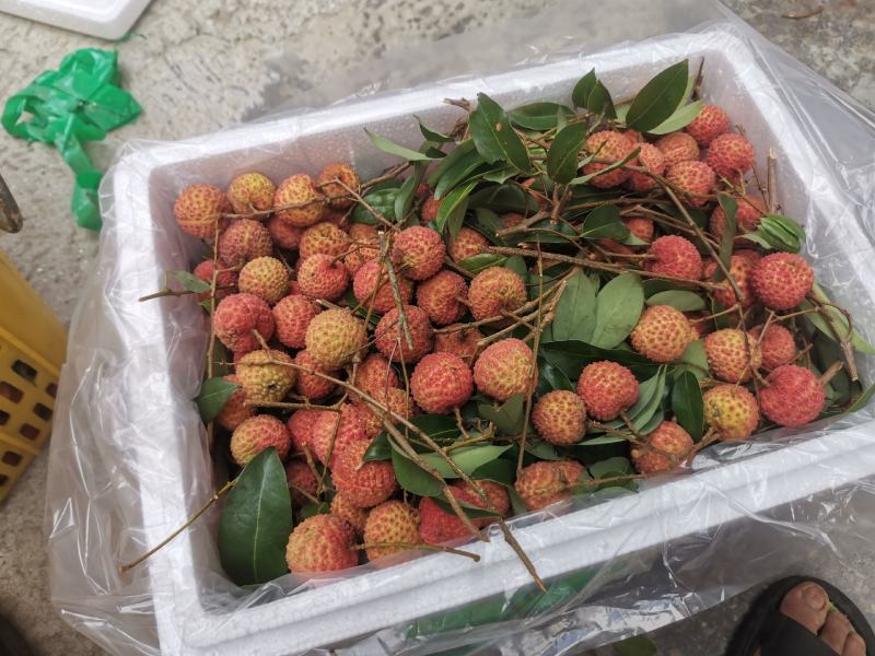 桂味