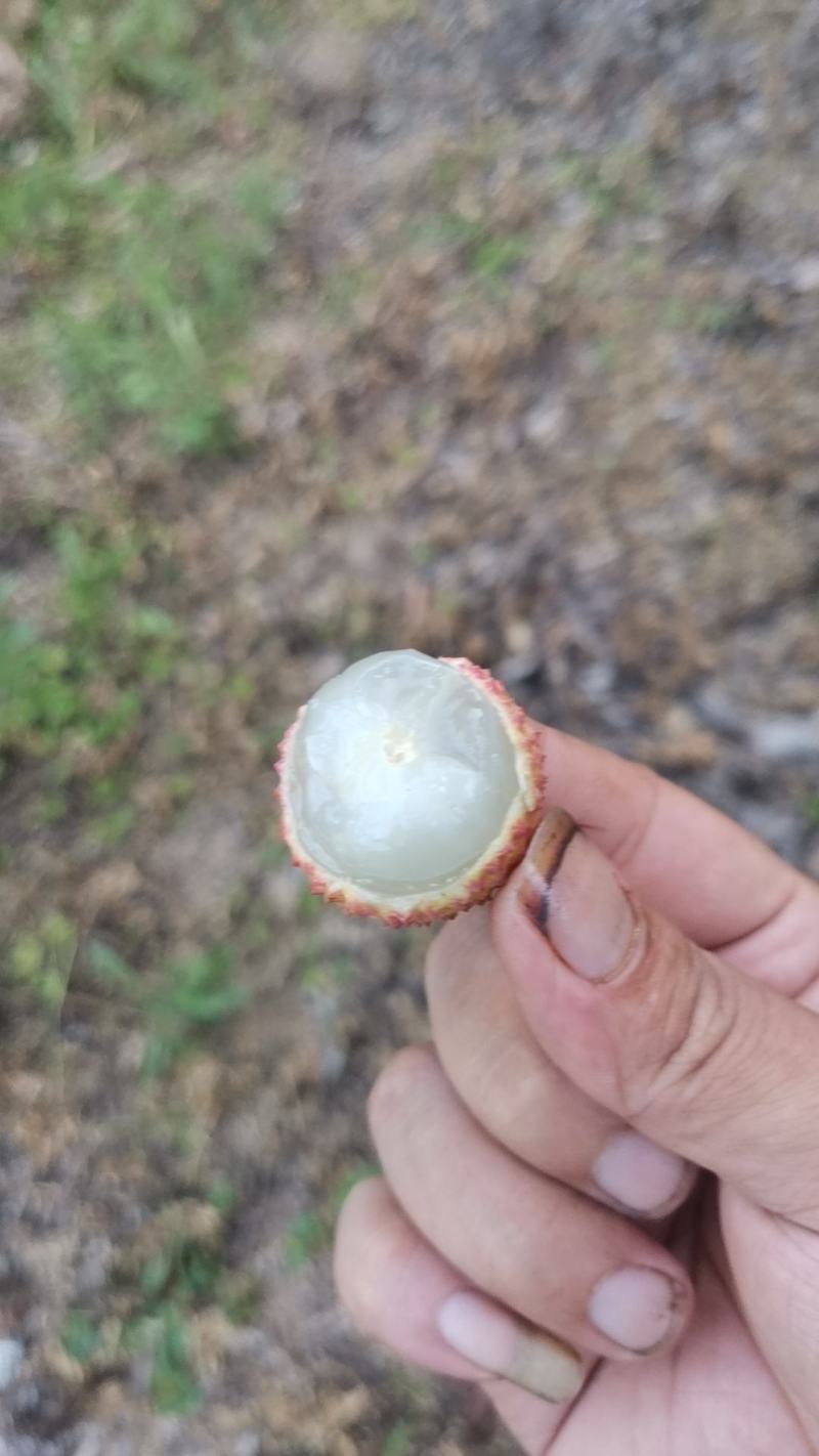 桂味
