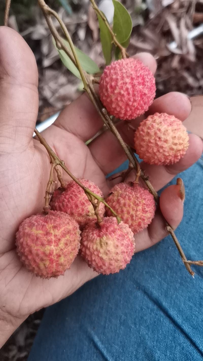 桂味