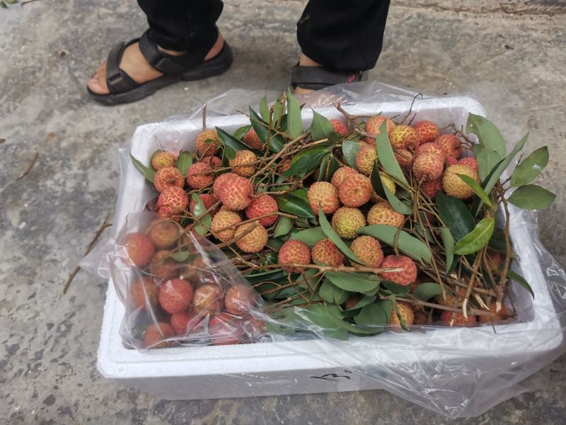 桂味
