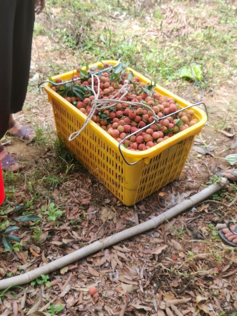 桂味