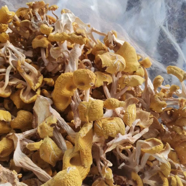 鸡油菌、榆黄蘑要的联系吧！今年新货☎️
