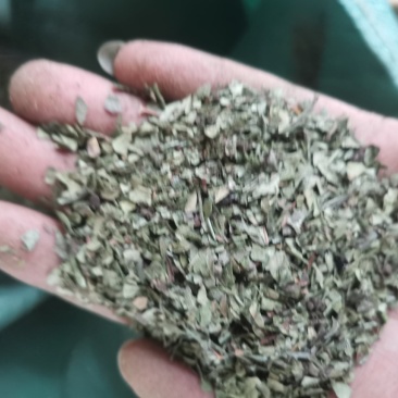 重庆青花椒叶子