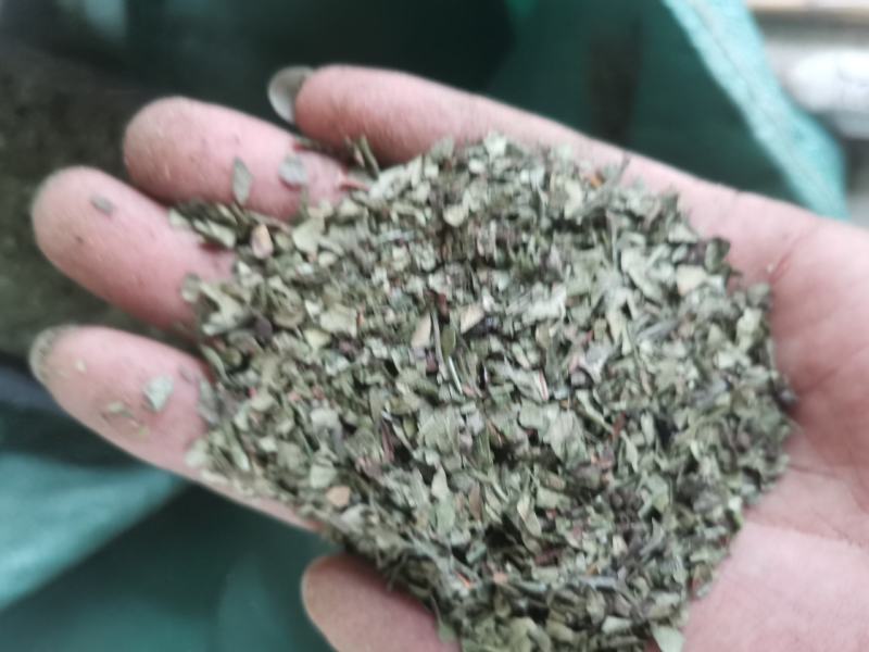 重庆青花椒叶子