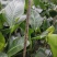 【实力商家】江苏观花植物天堂鸟保质保量欢迎咨询