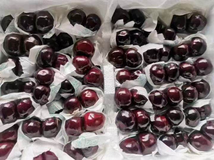 车厘子果实特写