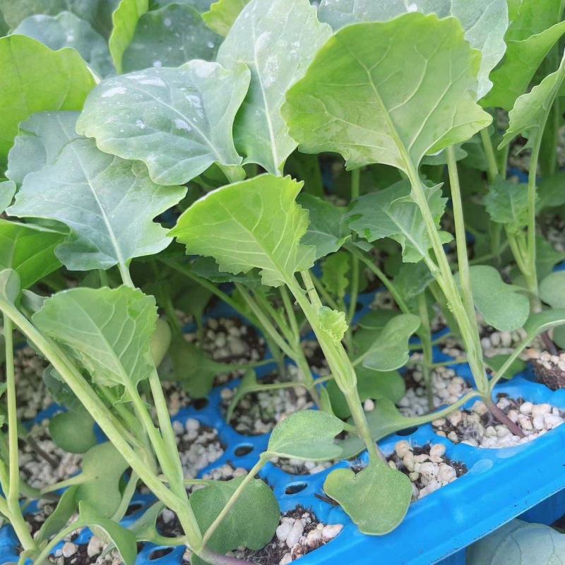 西兰花苗炎秀寒秀西蓝花苗根系发达苗子壮实易成活