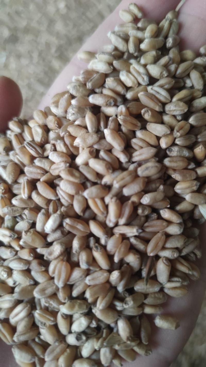 湖北小麦，自然干烘干大量优货，水分13一手货源量大从优。