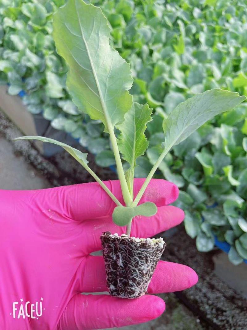 西兰花苗炎秀寒秀西蓝花苗根系发达苗子壮实易成活