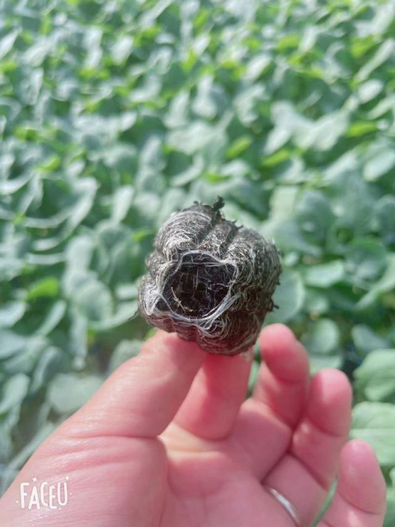 西兰花苗炎秀寒秀西蓝花苗根系发达苗子壮实易成活