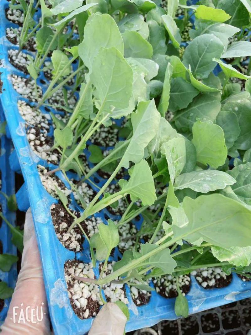 西兰花苗炎秀寒秀西蓝花苗根系发达苗子壮实易成活