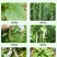 豆角专用水溶肥，全水溶，无残渣效果明显适用于各种豆角品种