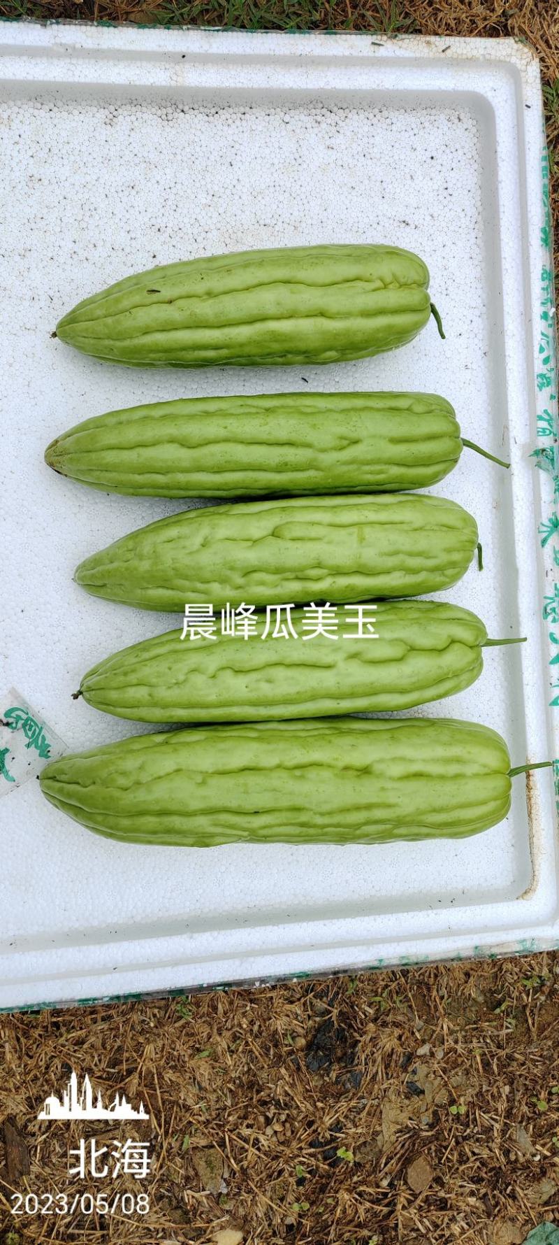 中熟平肩钝尾耐寒耐热前中后期瓜型一致性强一手货源品质保证