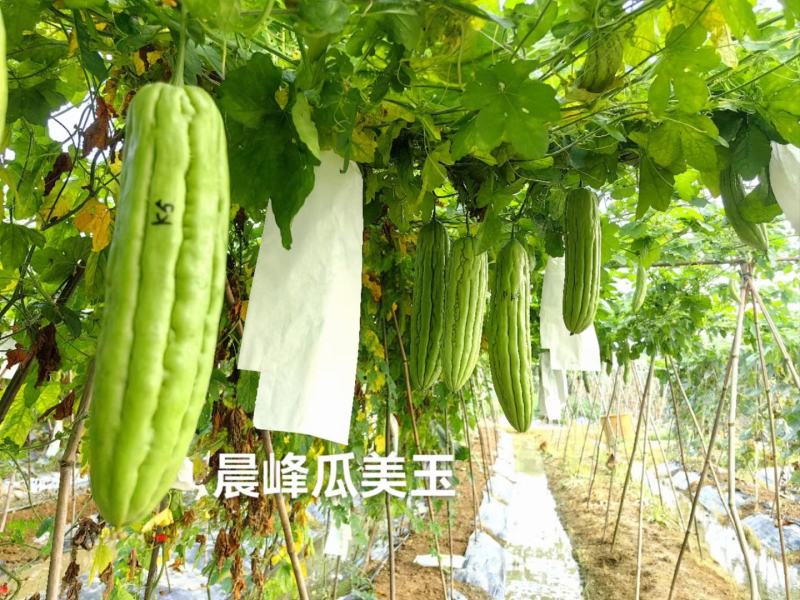中熟平肩钝尾耐寒耐热前中后期瓜型一致性强一手货源品质保证