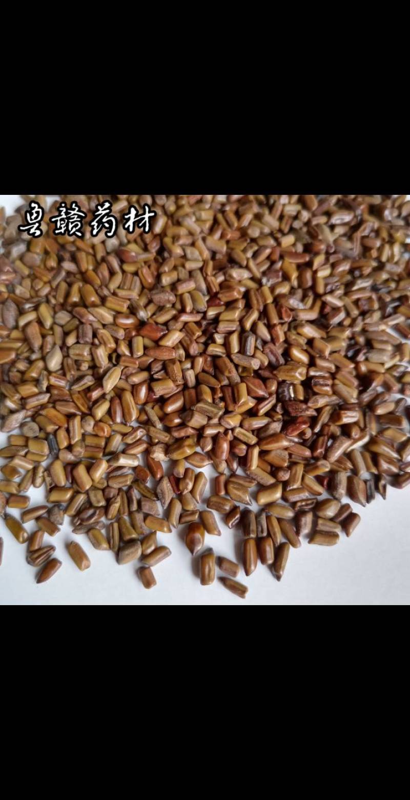 决明子，草决明，现货供应，鲁赣药材批发