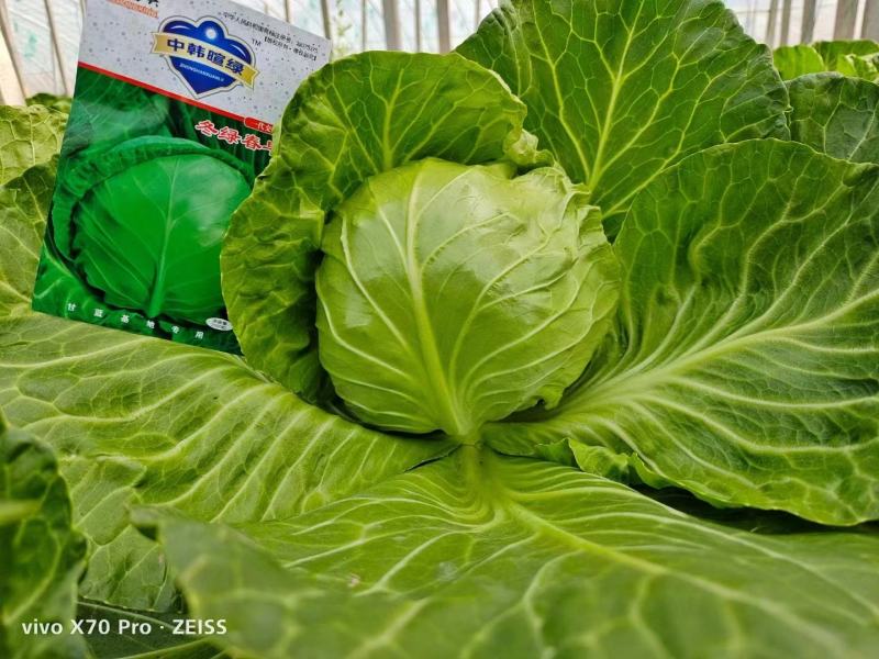 甘蓝苗圆白菜苗包菜苗黄芯口感好根系发达易成活