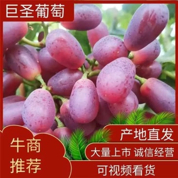 巨盛葡萄葡萄产地直发货源充足量大从优欢迎进店咨询