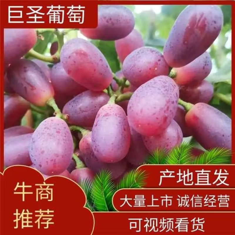 巨盛葡萄葡萄产地直发货源充足量大从优欢迎进店咨询