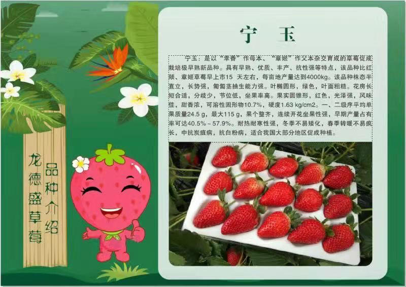 大叶宁玉草莓苗种苗天仙醉草莓苗宁玉直供