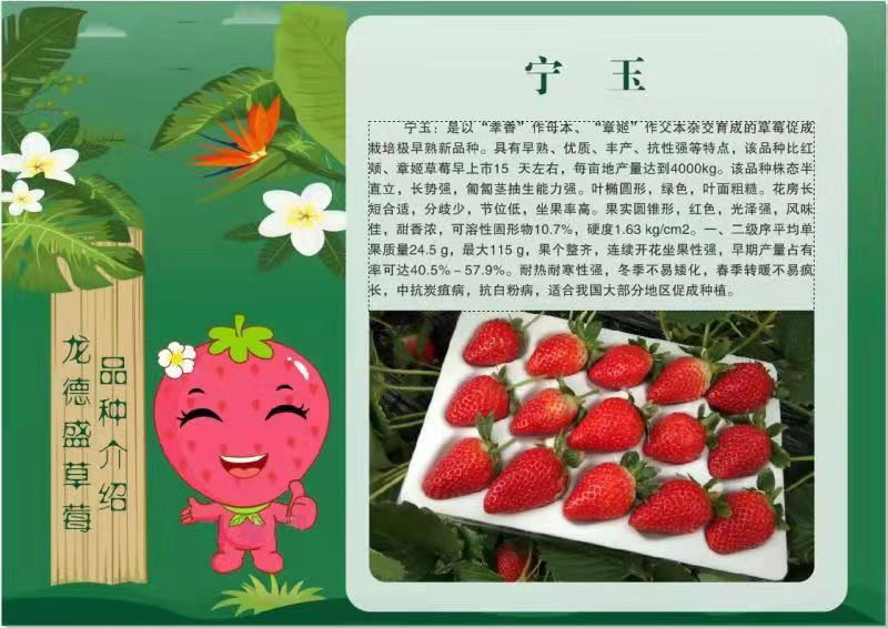 宁玉草莓种苗大叶宁玉包纯度包成活