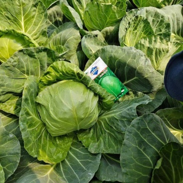 甘蓝苗圆白菜苗包菜苗黄芯暄甘蓝苗牛心甘蓝苗