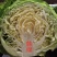 甘蓝苗圆白菜苗包菜苗黄芯暄甘蓝苗牛心甘蓝苗