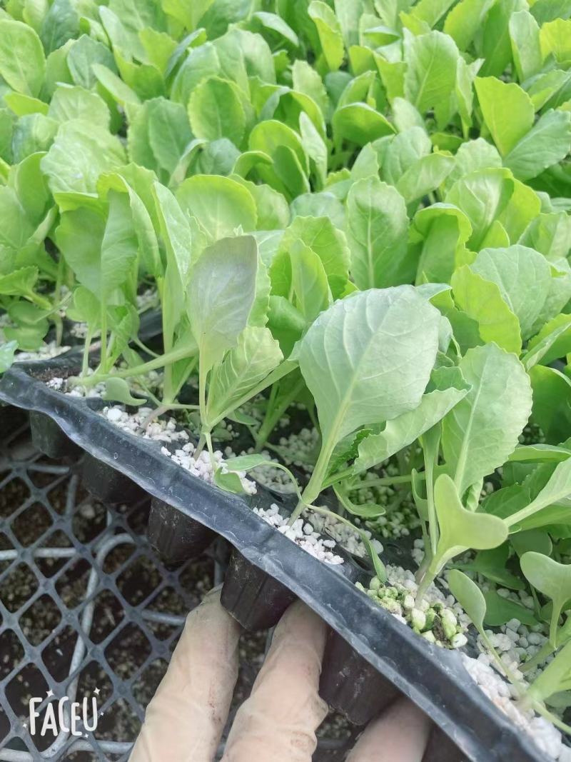 甘蓝苗圆白菜苗包菜苗黄芯暄甘蓝苗牛心甘蓝苗