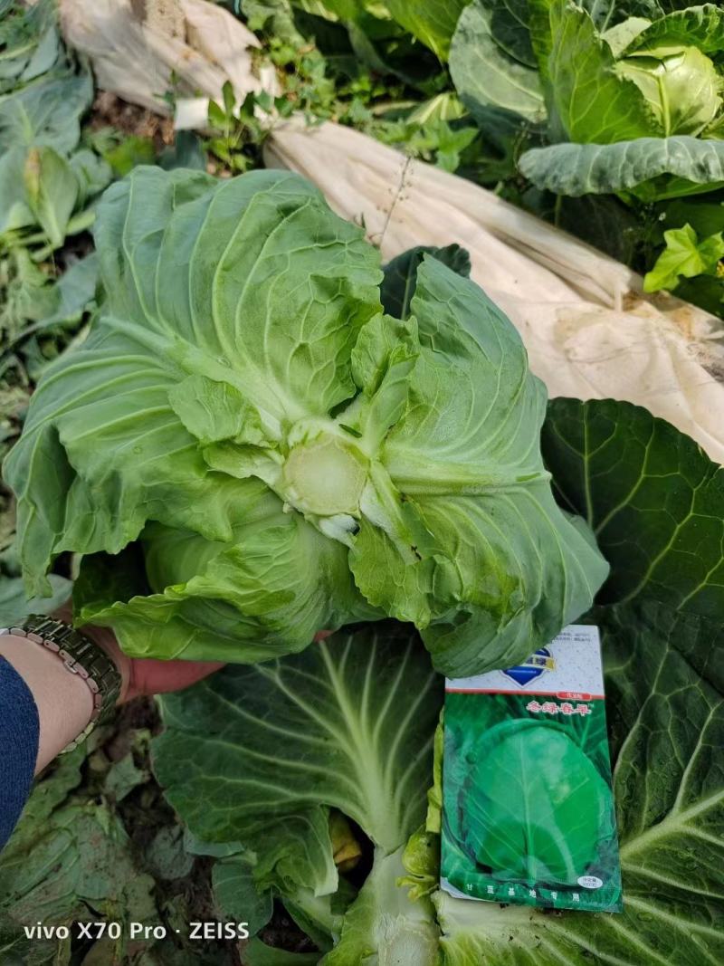 甘蓝苗圆白菜苗包菜苗黄芯暄甘蓝苗牛心甘蓝苗