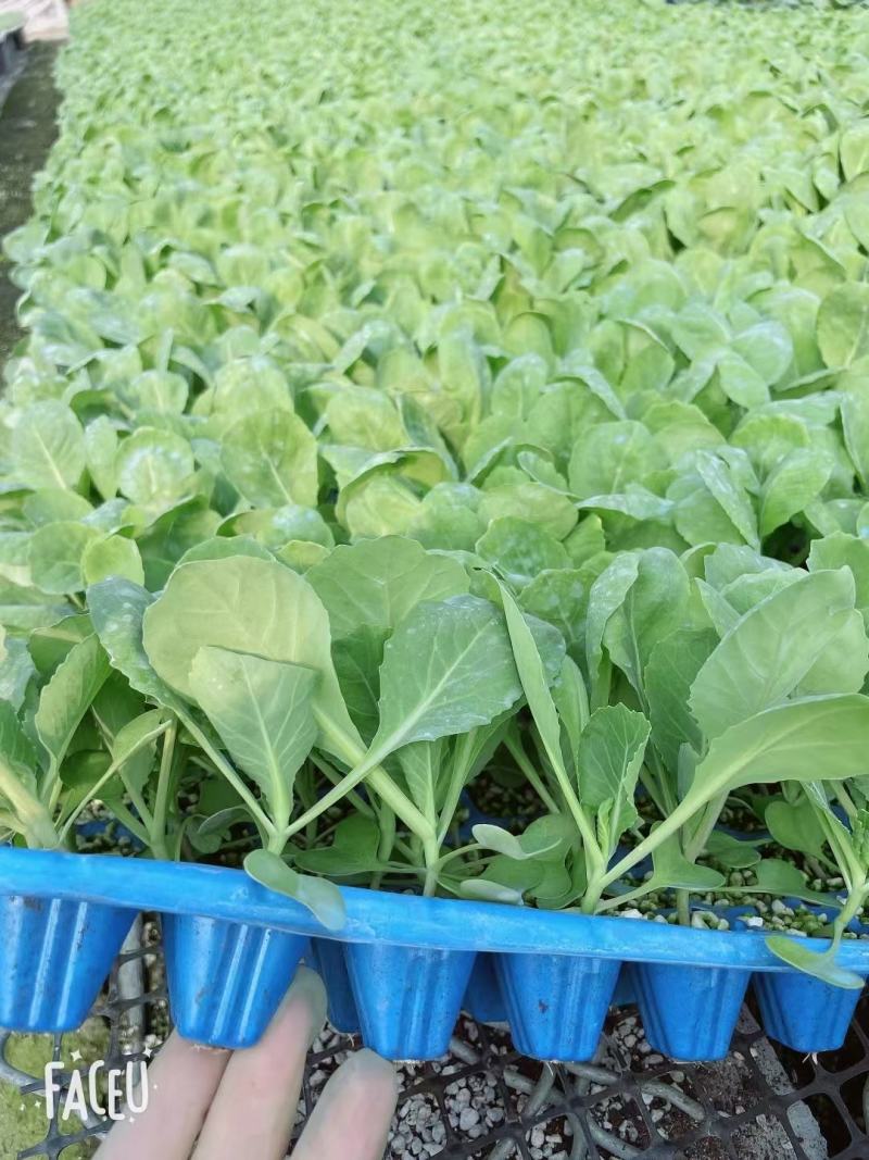 甘蓝苗圆白菜苗包菜苗黄芯暄甘蓝苗牛心甘蓝苗