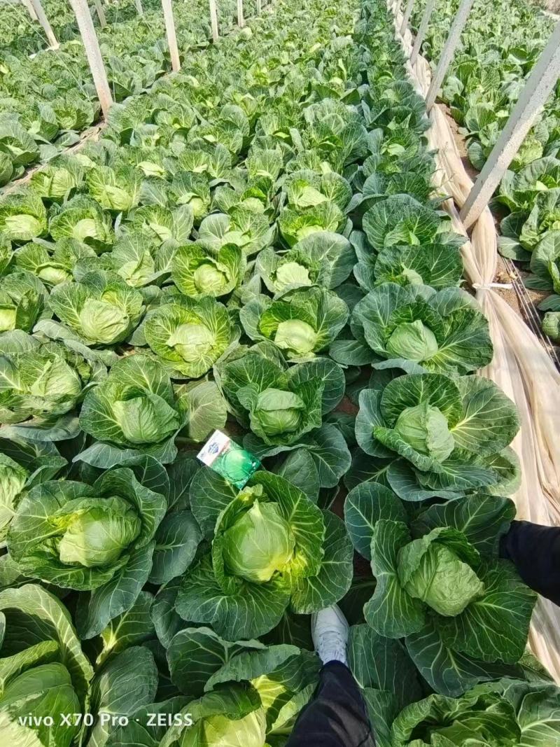 甘蓝苗圆白菜苗包菜苗黄芯暄甘蓝苗牛心甘蓝苗