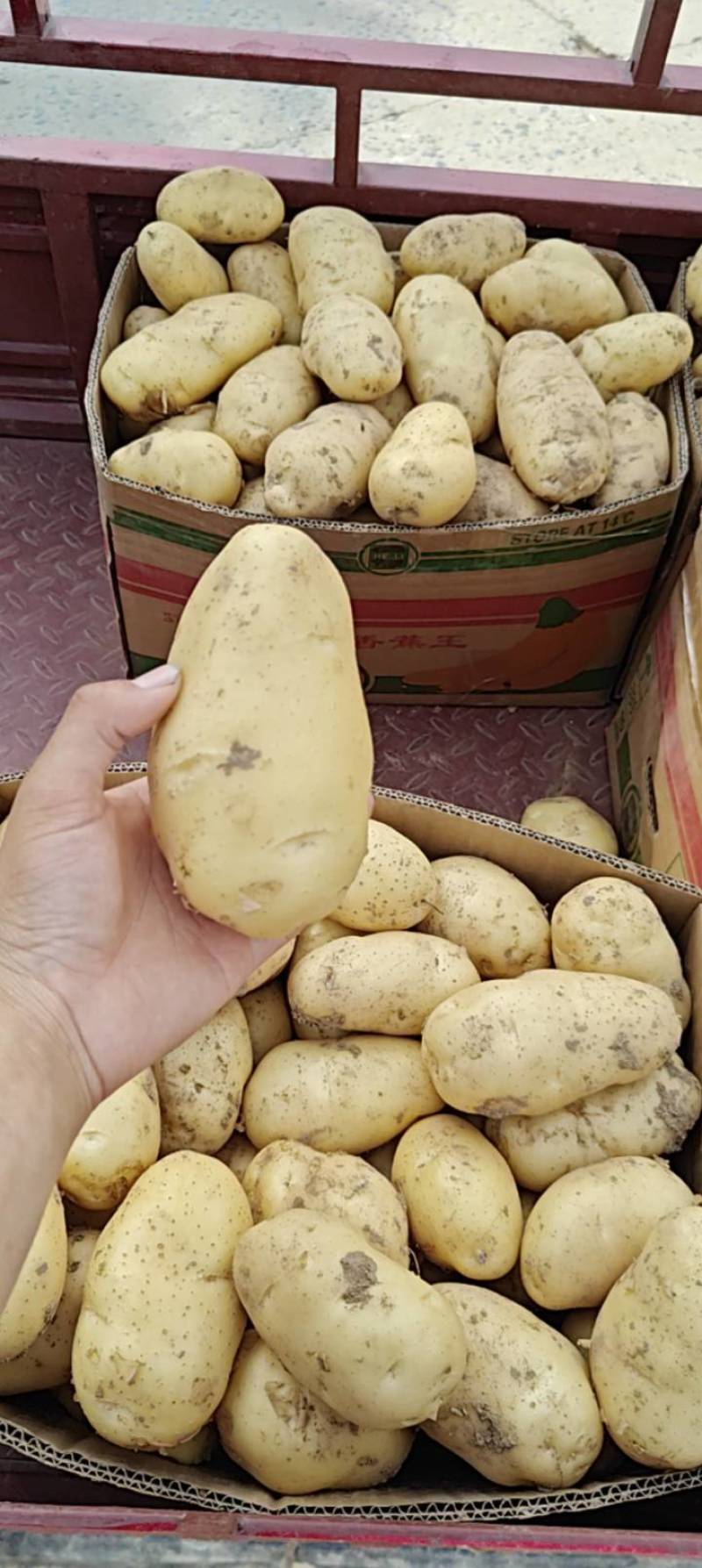 黄心土豆大量上市价格低，电商土豆，保质保量