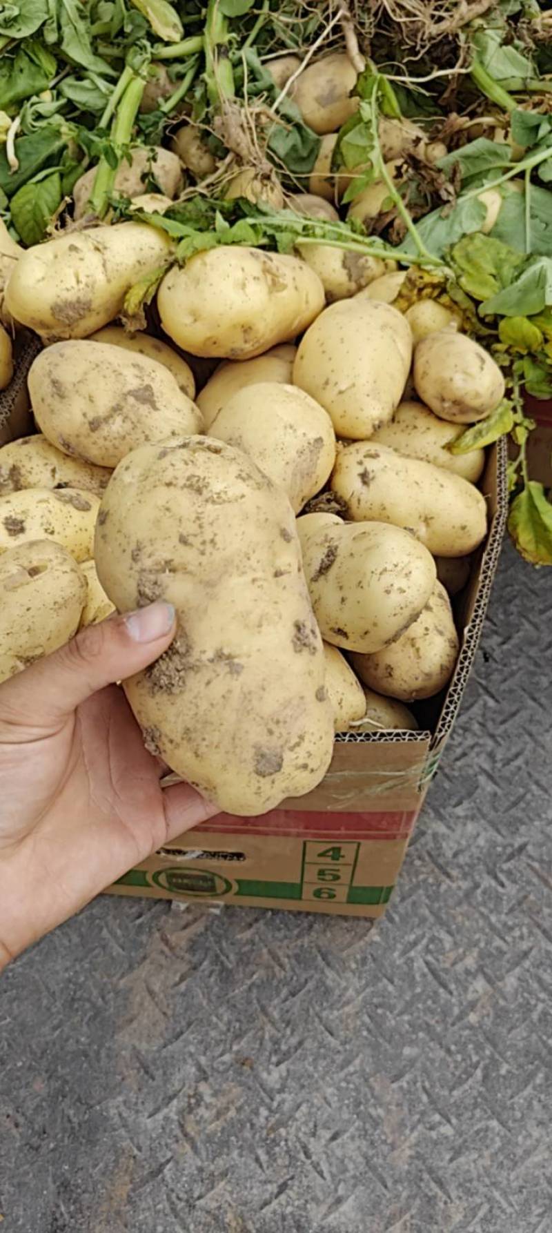 黄心土豆大量上市价格低，电商土豆，保质保量