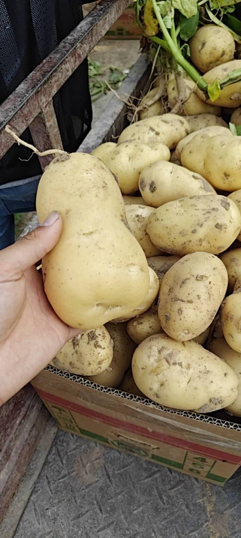 黄心土豆大量上市价格低，电商土豆，保质保量