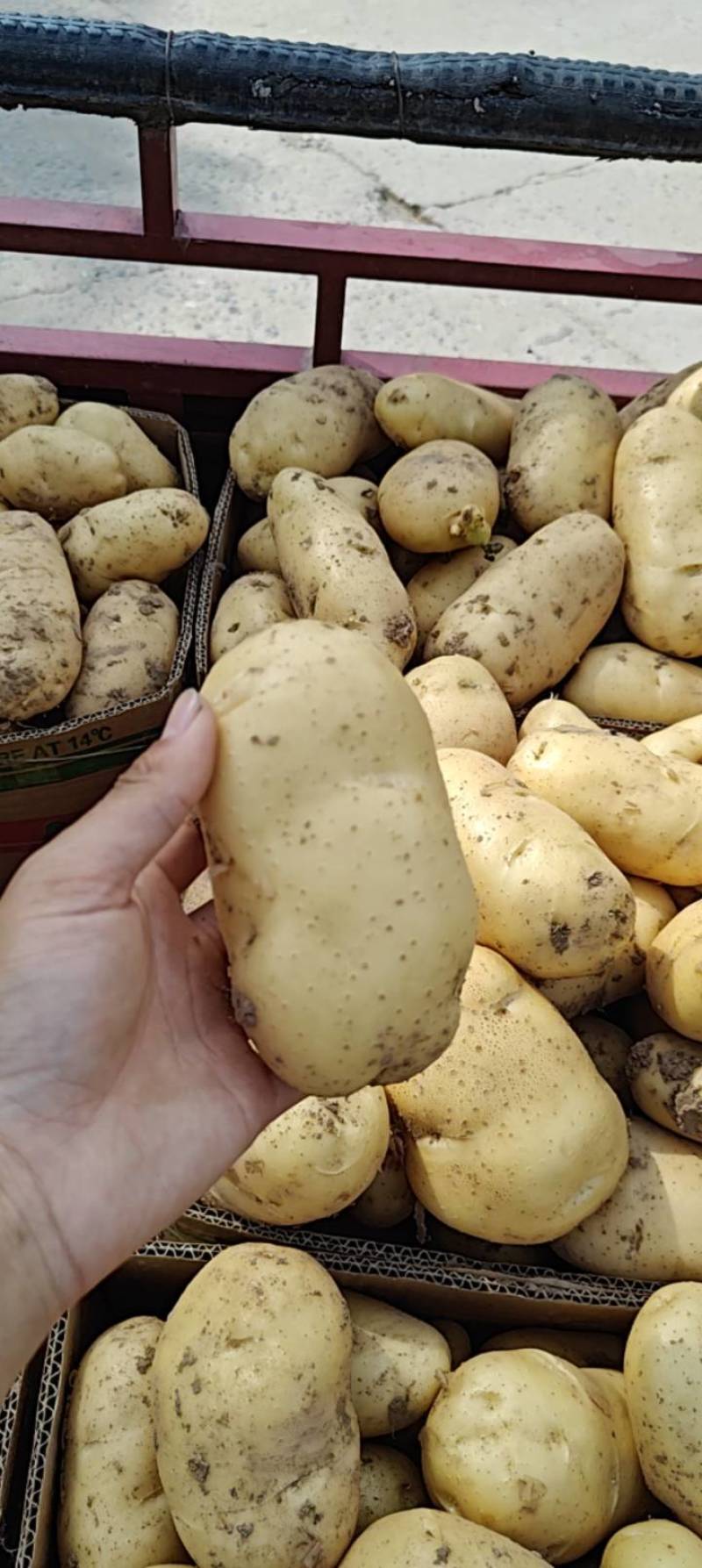黄心土豆大量上市价格低，电商土豆，保质保量