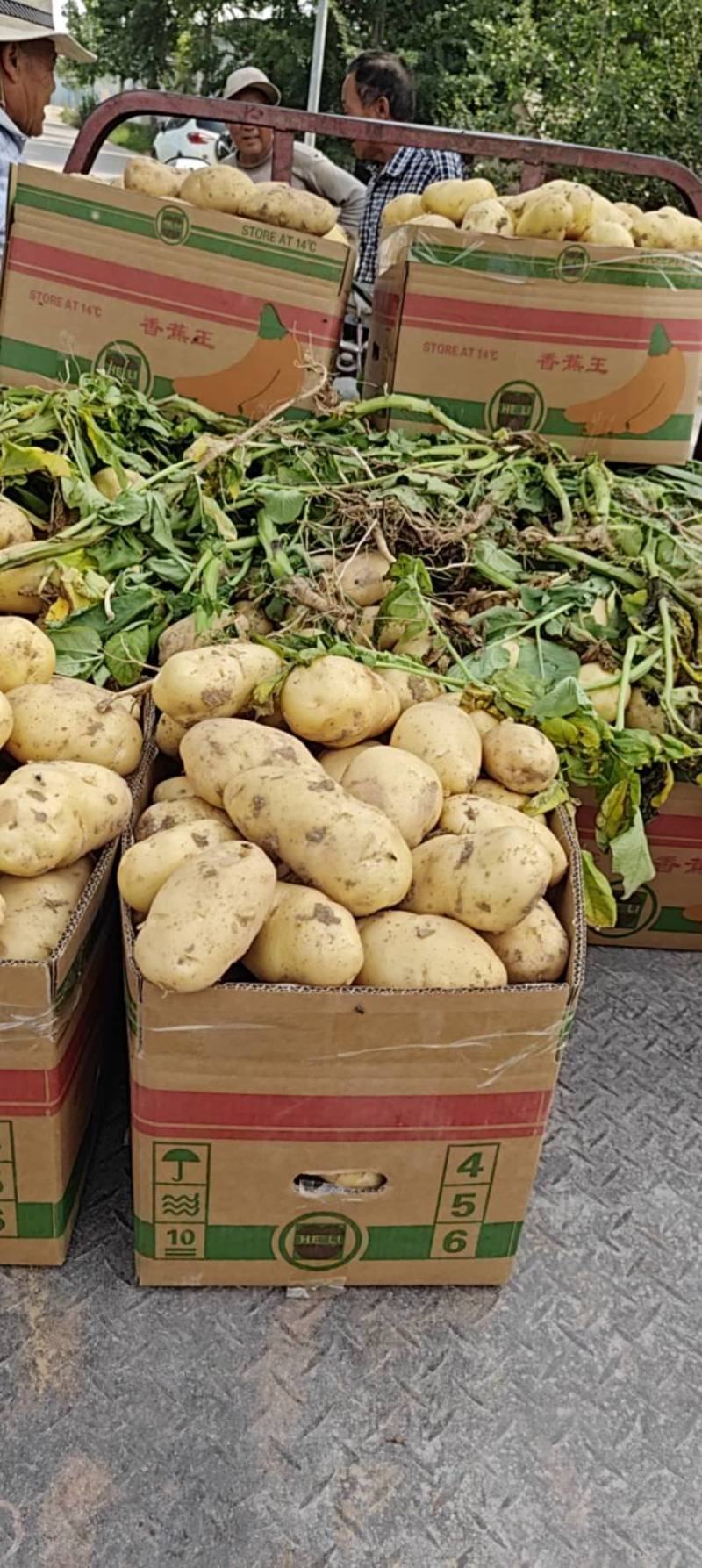 黄心土豆大量上市价格低，电商土豆，保质保量