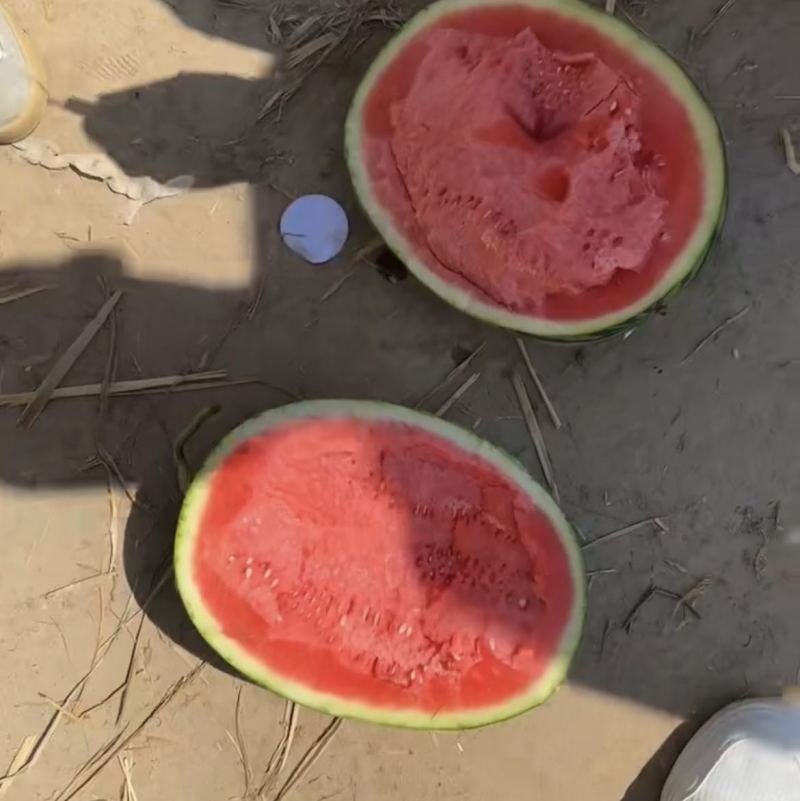 精品甜王大量有货需要的客商可以联系