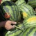 精品甜王大量有货需要的客商可以联系