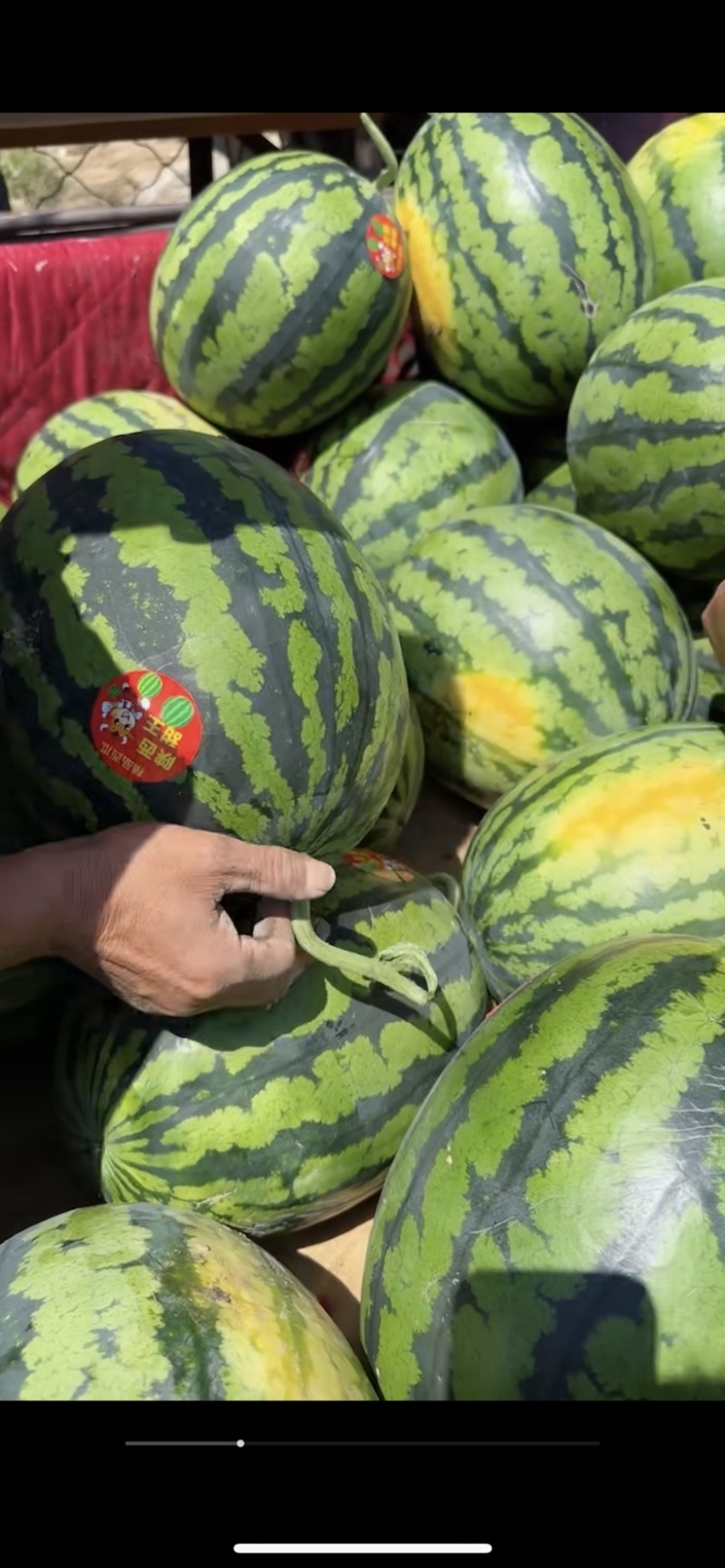 精品甜王大量有货需要的客商可以联系