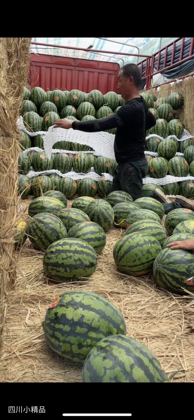 精品甜王大量有货需要的客商可以联系