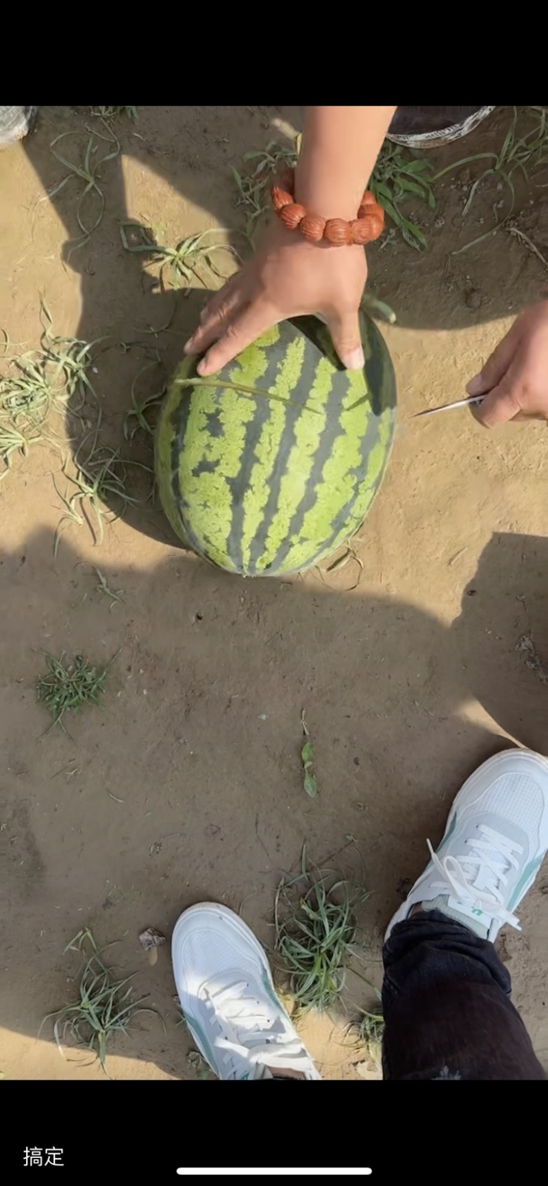 精品甜王大量有货需要的客商可以联系