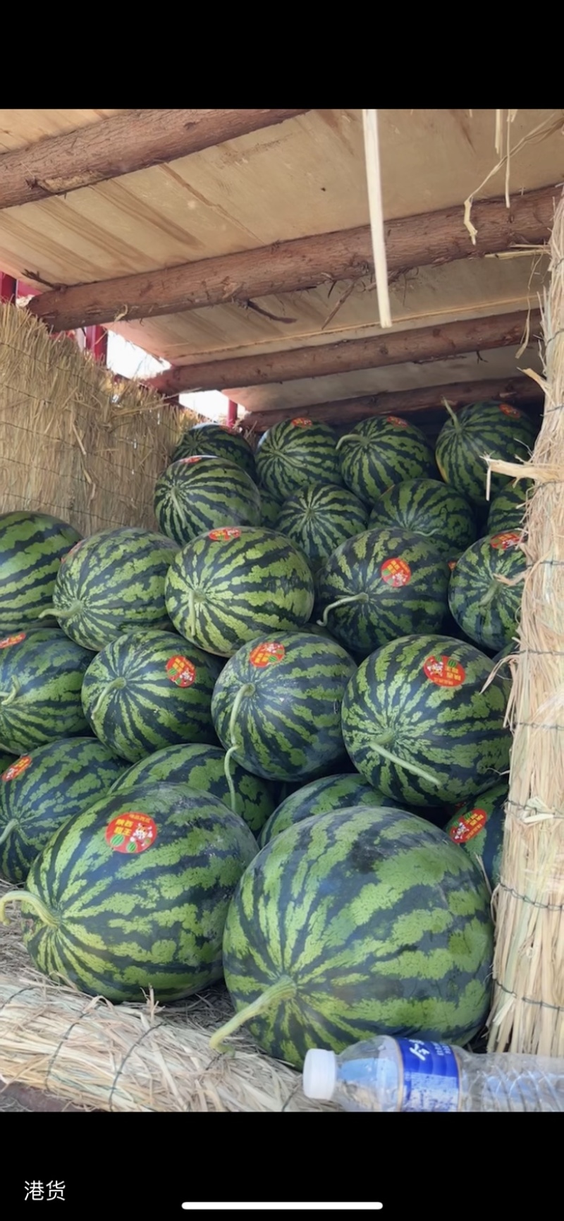 精品甜王大量有货需要的客商可以联系