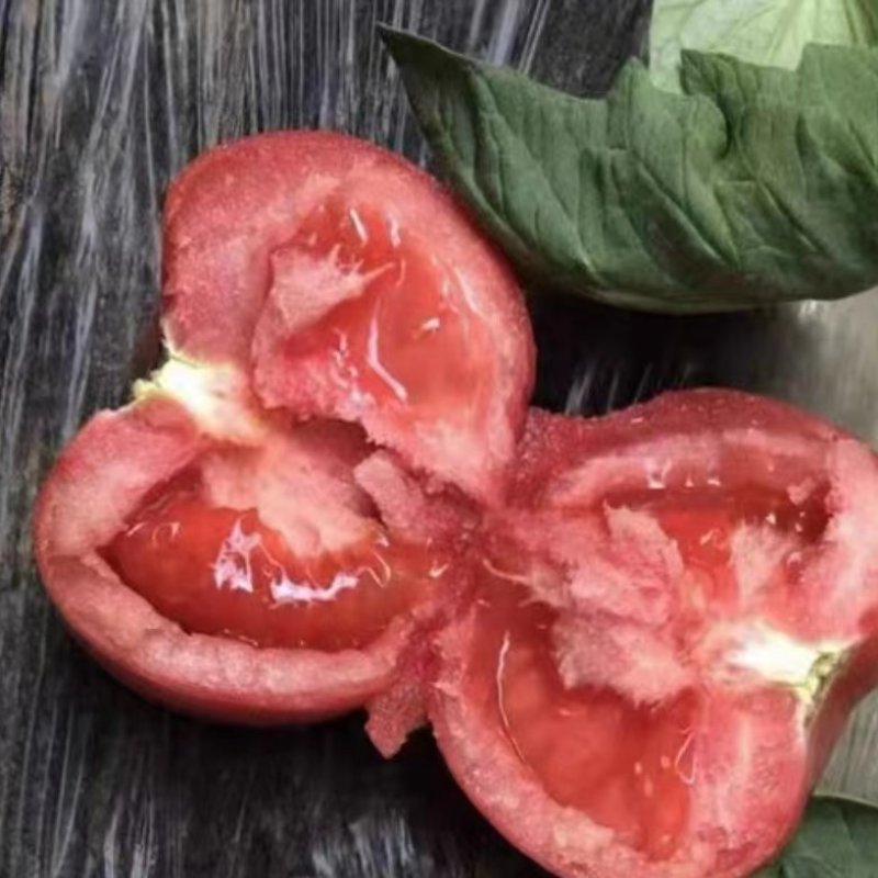 口感大粉西红柿苗大果口感番茄苗果蔬两用西红柿苗