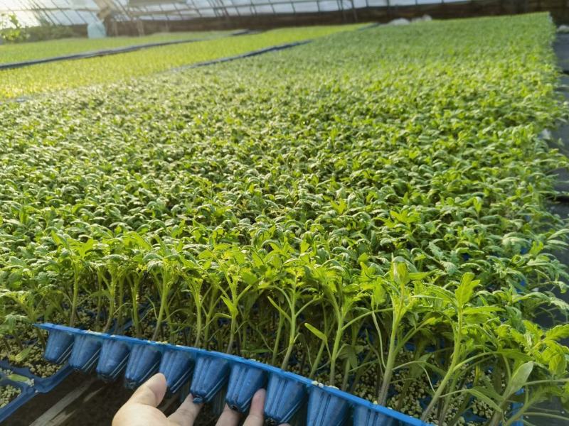 口感大粉西红柿苗大果口感番茄苗果蔬两用西红柿苗