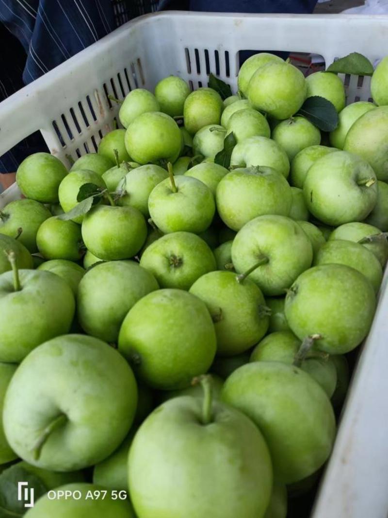 山东苹果，美八苹果，产地直供，可代发货口感脆甜，硬度好代