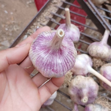 大名紫皮大蒜