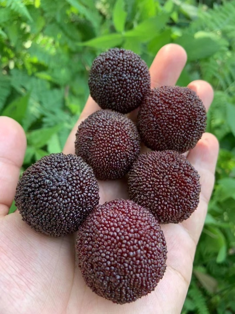 苏州东山乌紫杨梅