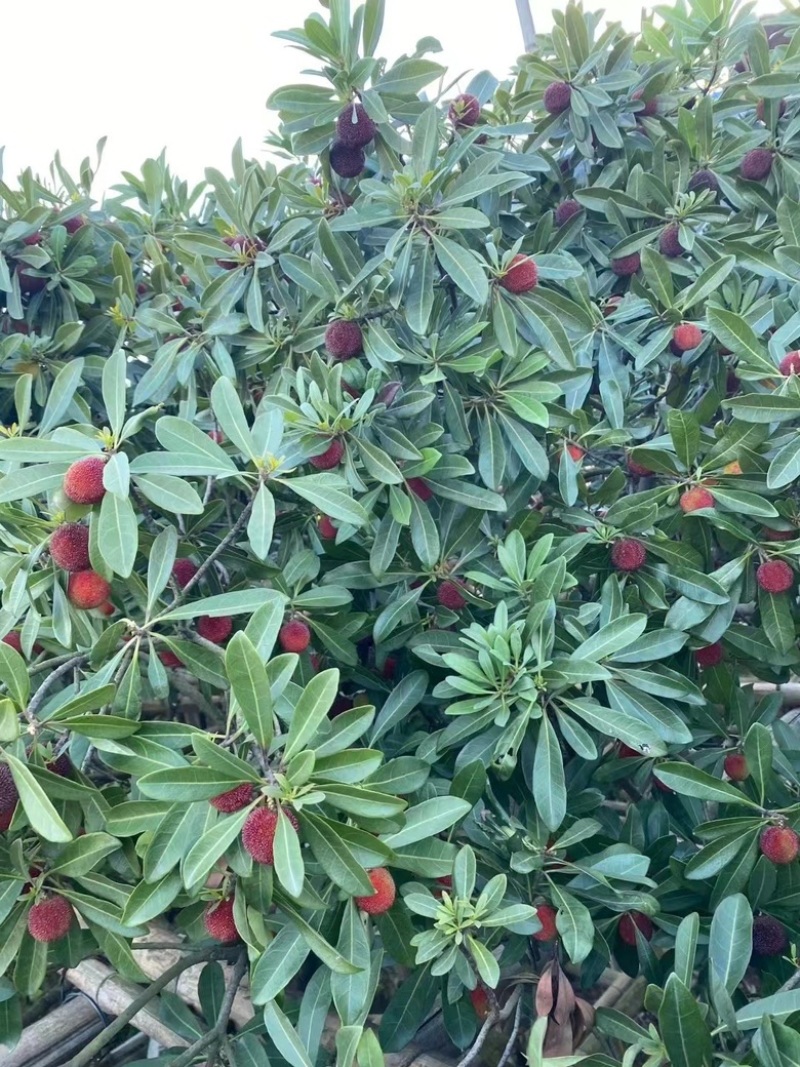 苏州东山乌紫杨梅