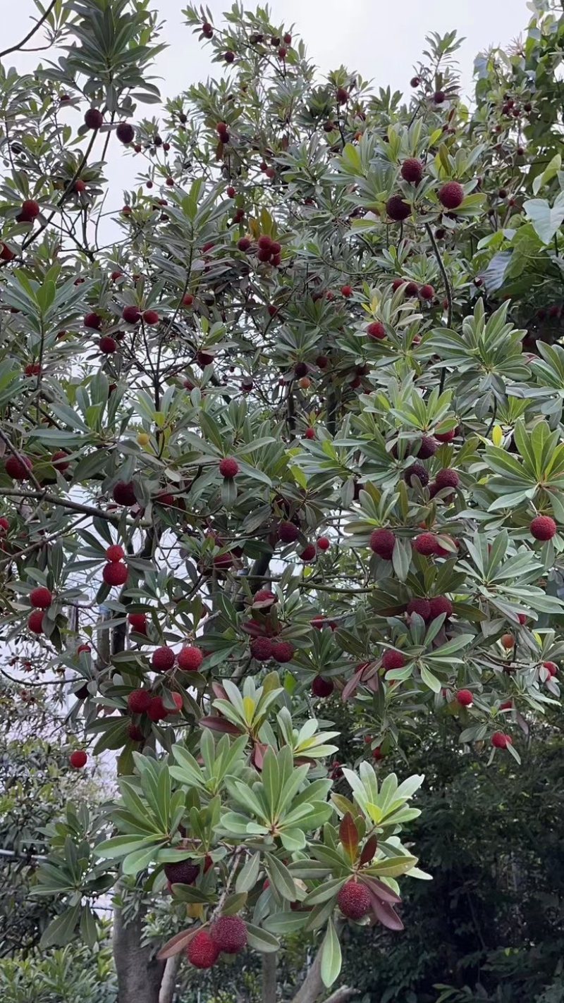 苏州东山乌紫杨梅