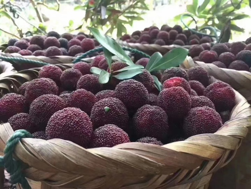 苏州东山乌紫杨梅