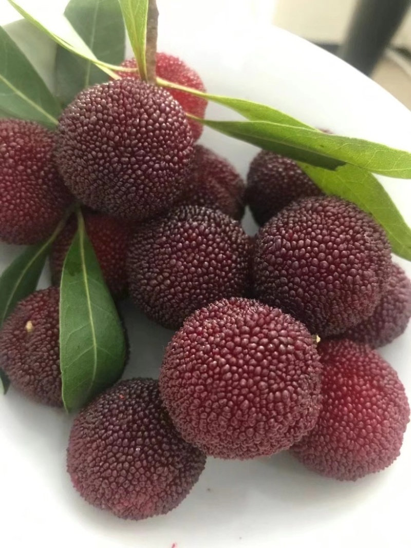苏州东山乌紫杨梅